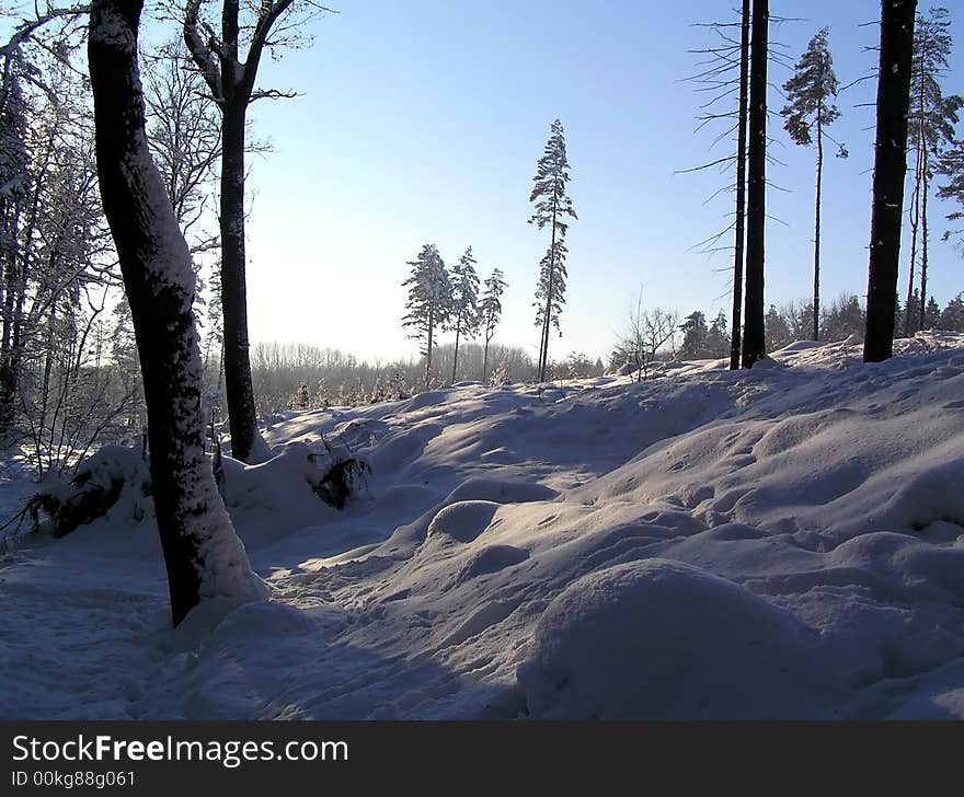 Forest in winter