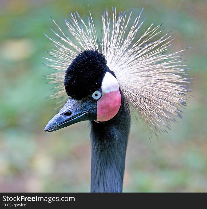 Black Crowned Crane 1