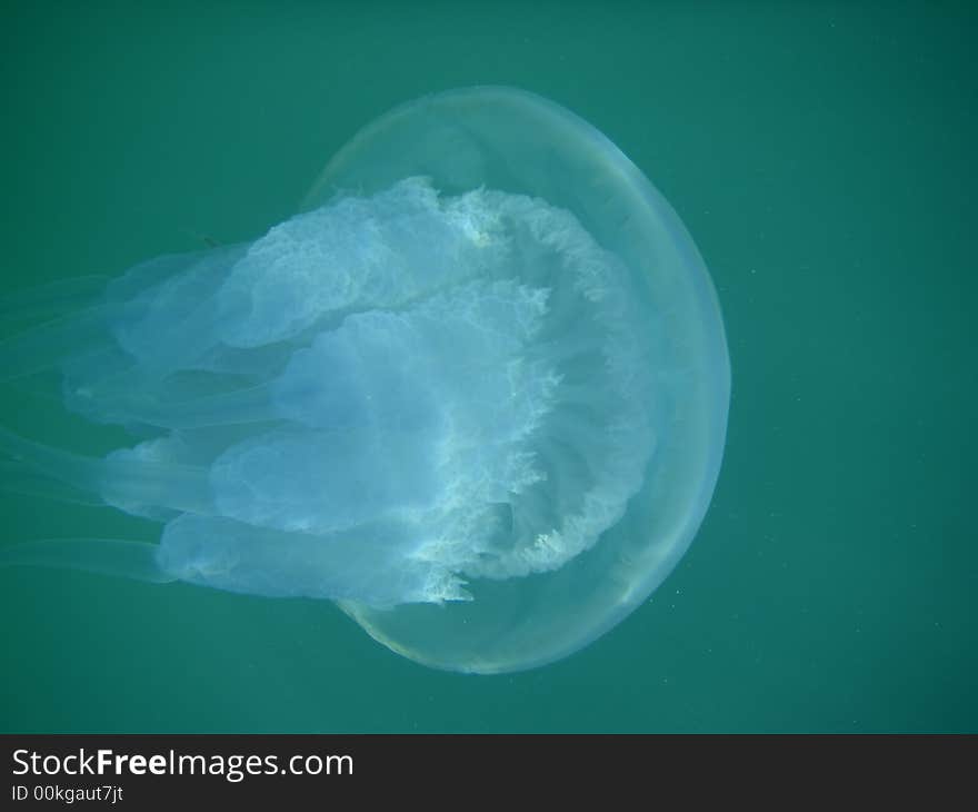 Sea jellyfish by the black sea in Crimea