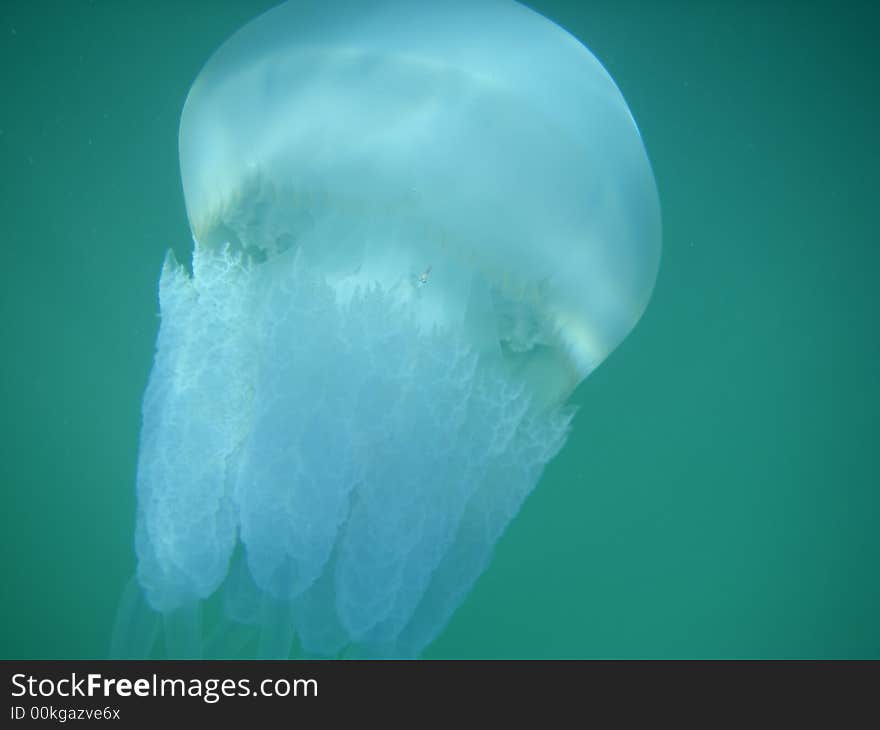 Sea jellyfish by the black sea in Crimea