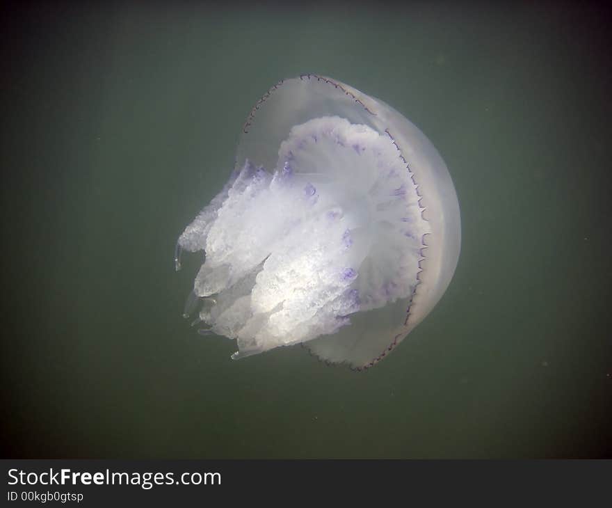 Sea jellyfish by the black sea in Crimea