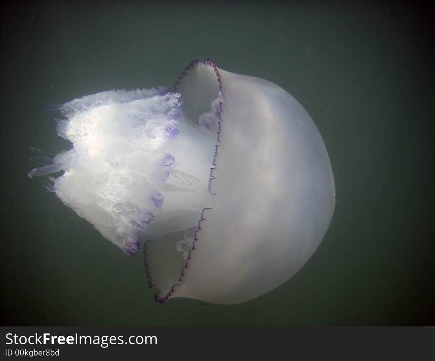 Sea jellyfish by the black sea in Crimea