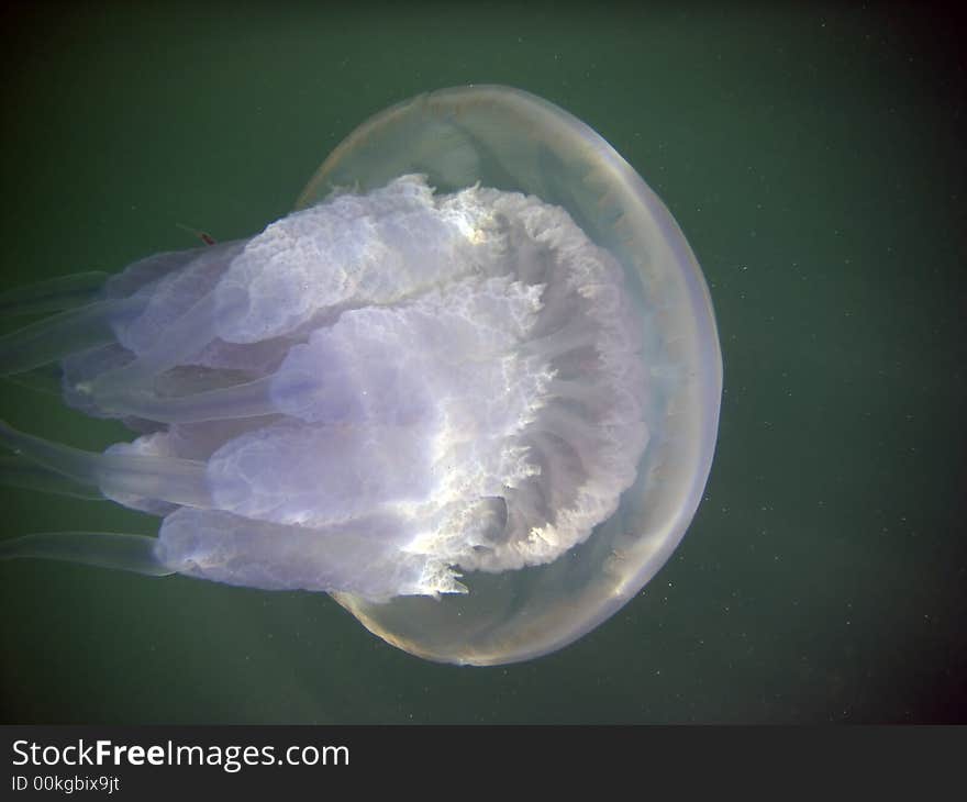 Sea jellyfish by the black sea in Crimea