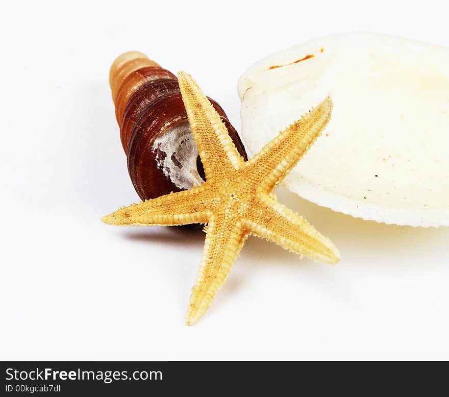 Shells and starfish isolated