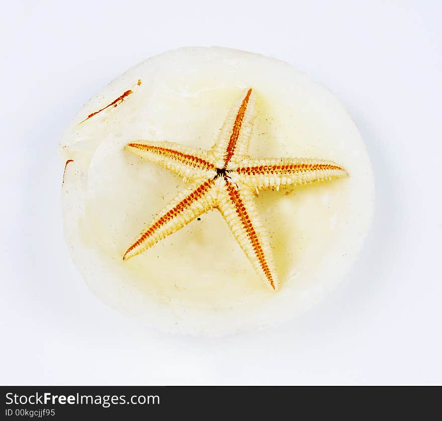 Star fish in a shell. Star fish in a shell.