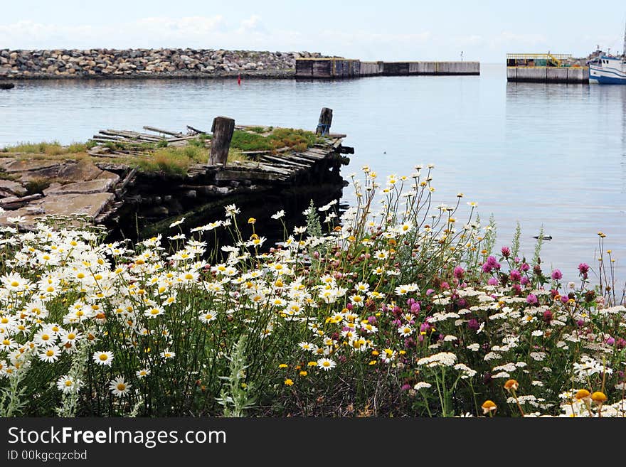 Flowers blooming at an old run-down wharf. Flowers blooming at an old run-down wharf.