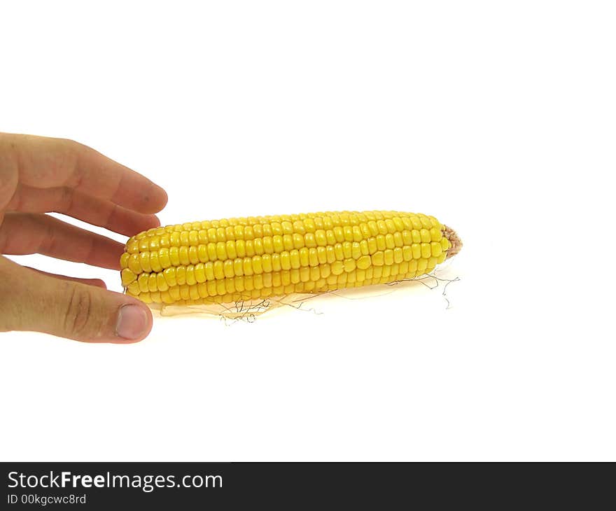 Isolated ear of corn on a white background with a hand. Isolated ear of corn on a white background with a hand.