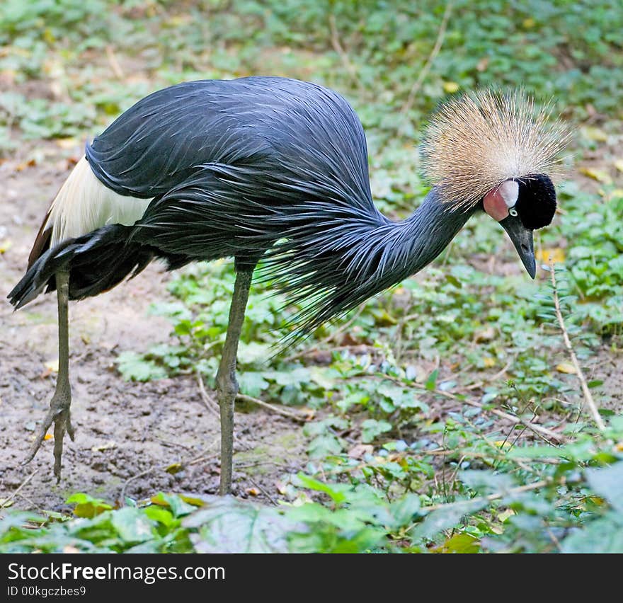 Black crowned crane 2