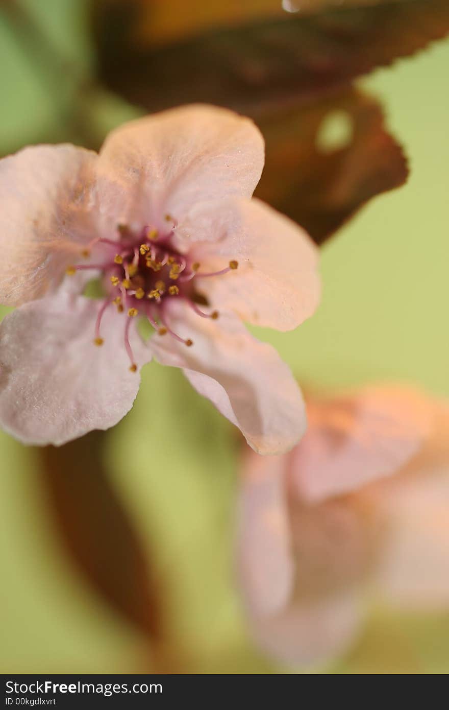 Close up of a cherry trees branch,mint coloured background