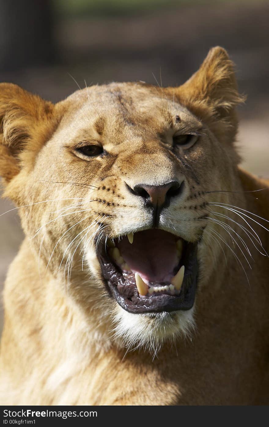 The Lion in Safari park. Very close