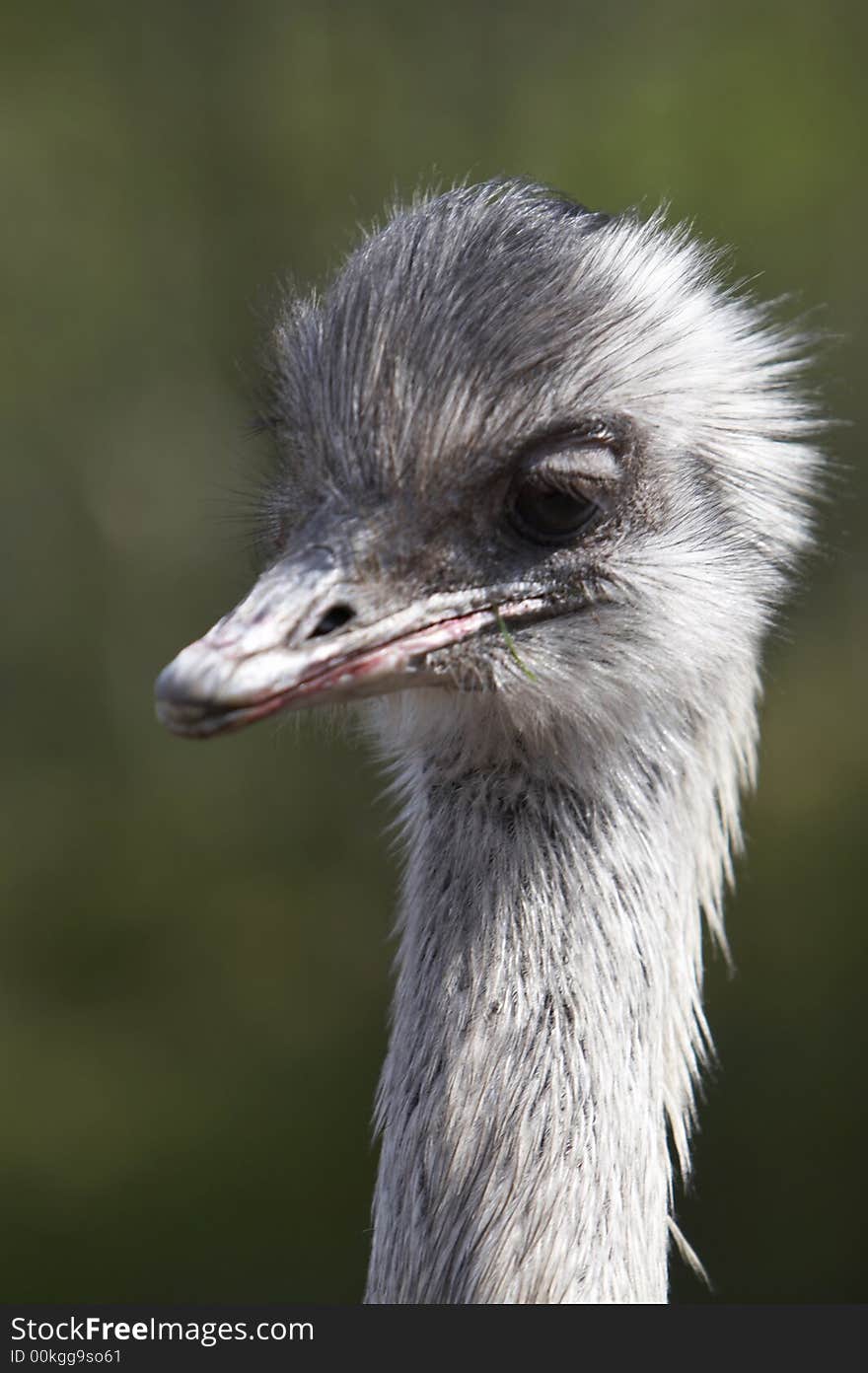 Ostrich