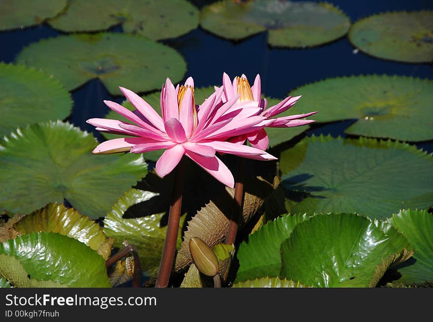 Water lily on a sunny day