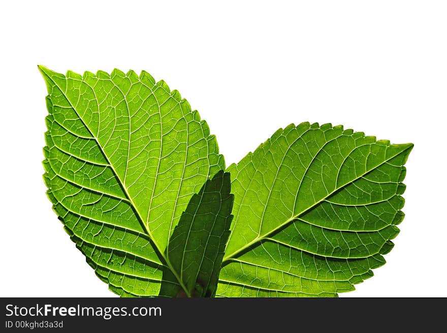 Leaves with texture showing veins isolated on white