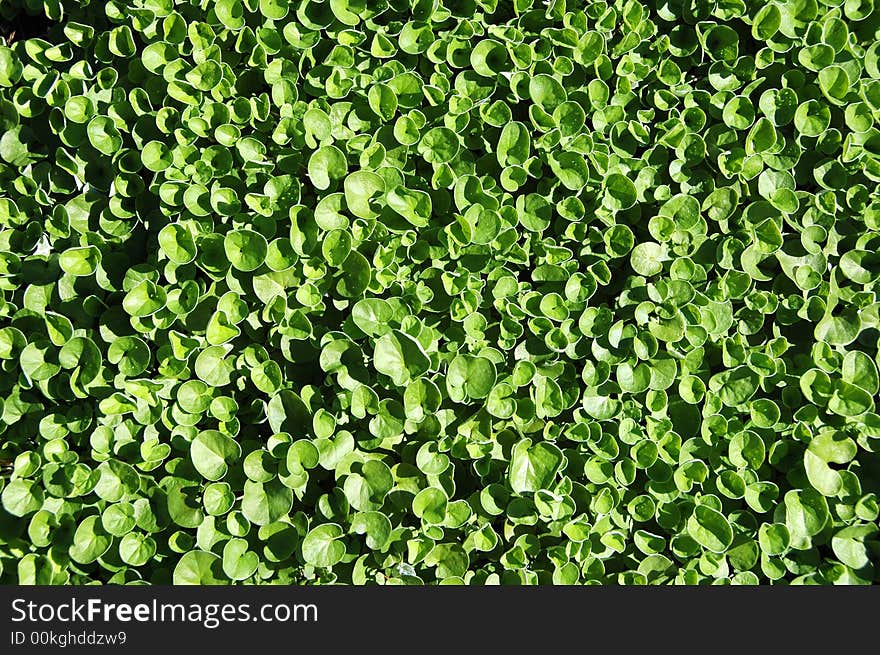 Green leaves texture making a background