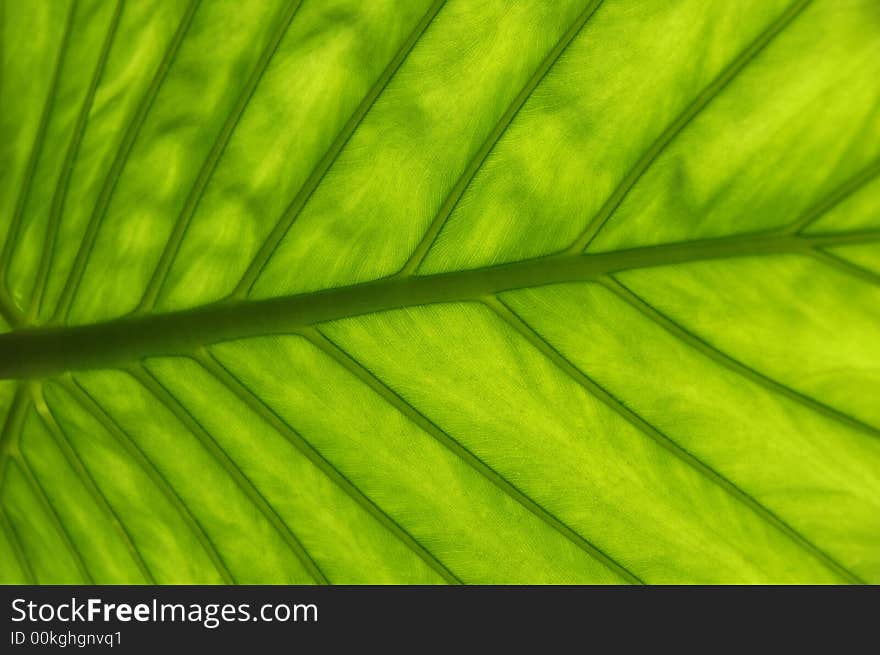 Green leaf fibers background details