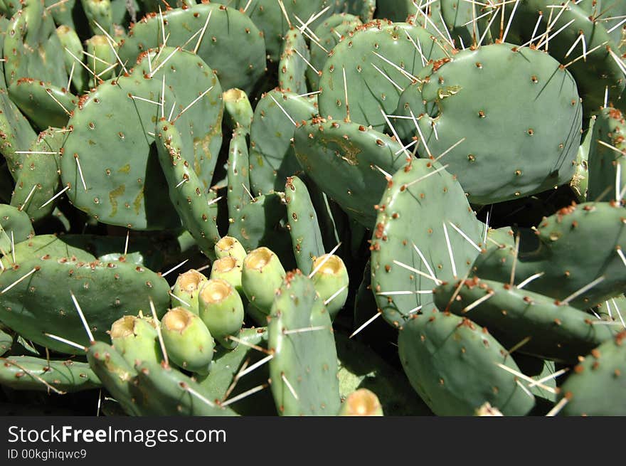 Cactus showing spikes on a sunny day