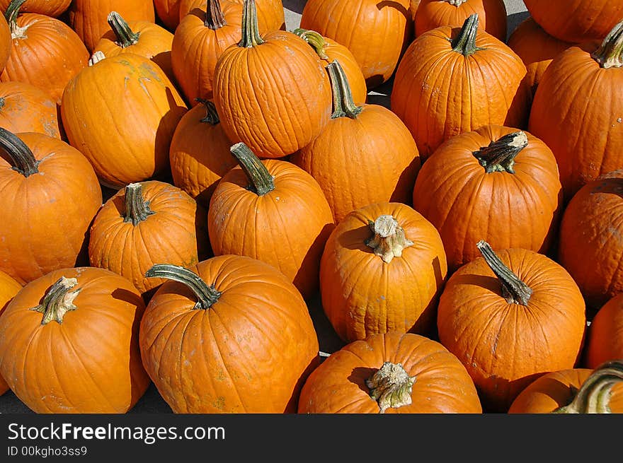 Pumpkins in a pile on a sunny day