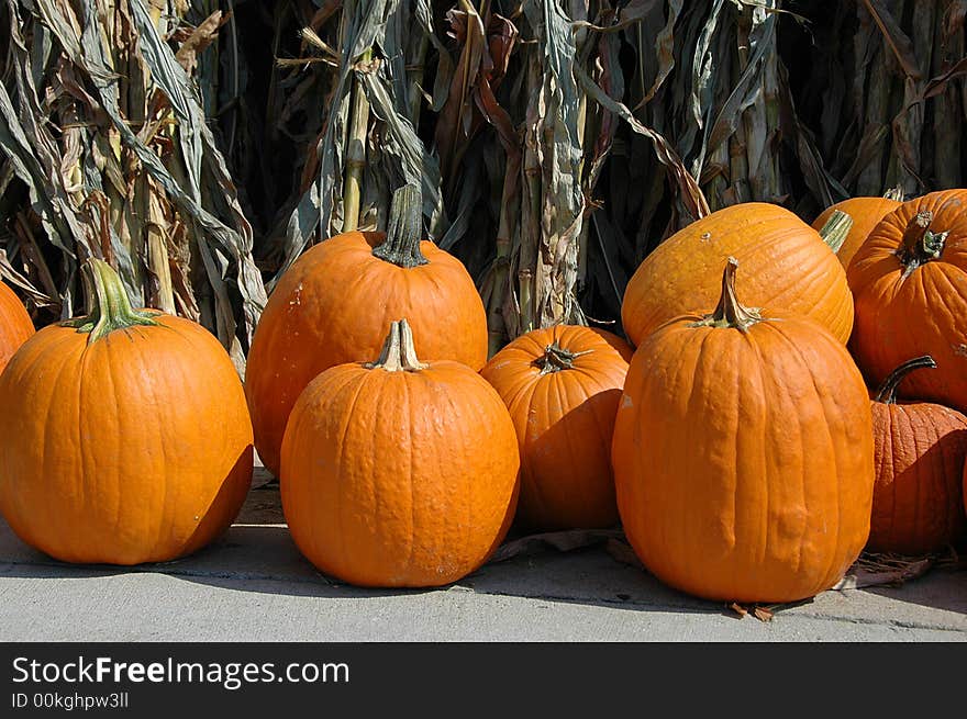 Pumpkins with dry corn plants