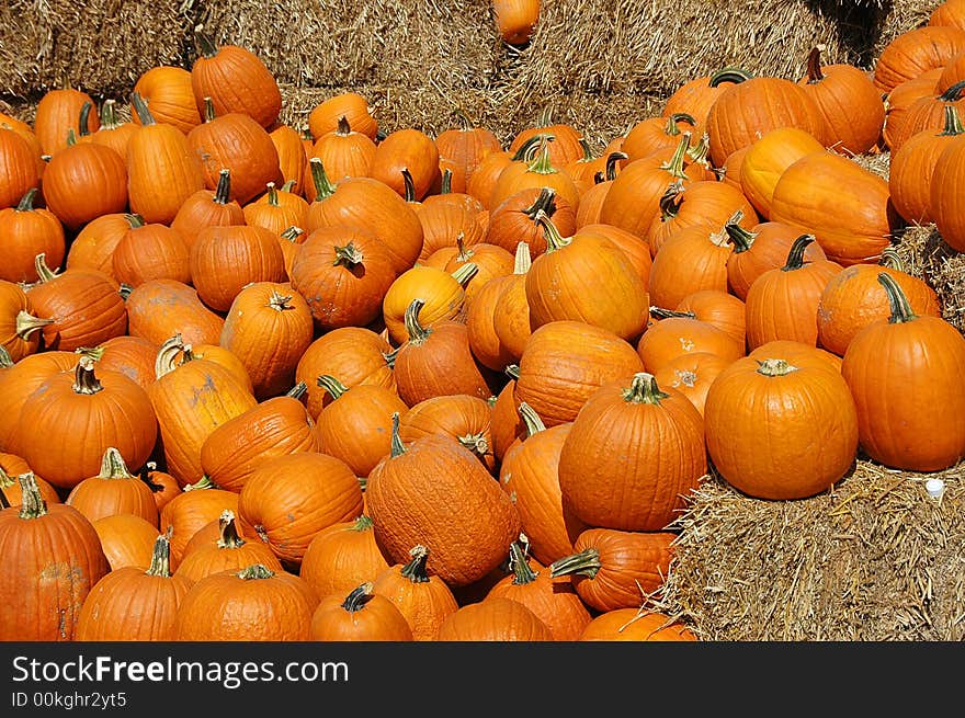 Lots of pumpkins with hay on a sunny day