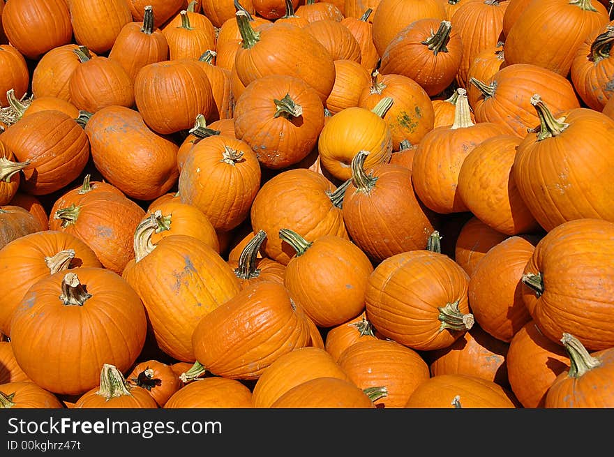 Pumpkins on a pile on a sunny day