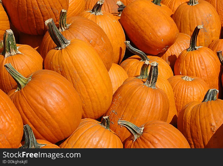 Pumpkins on a pile on a sunny day