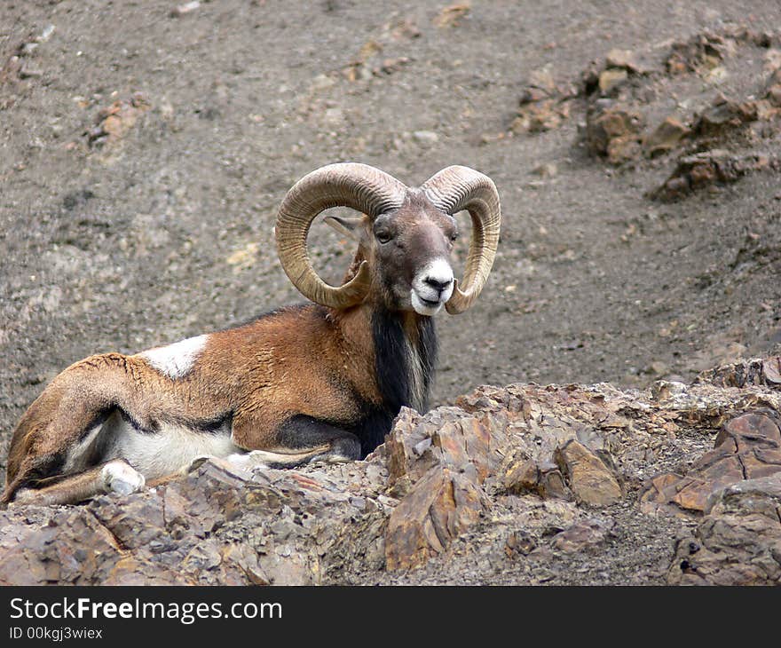 Moufflon animals mountains sheep horned