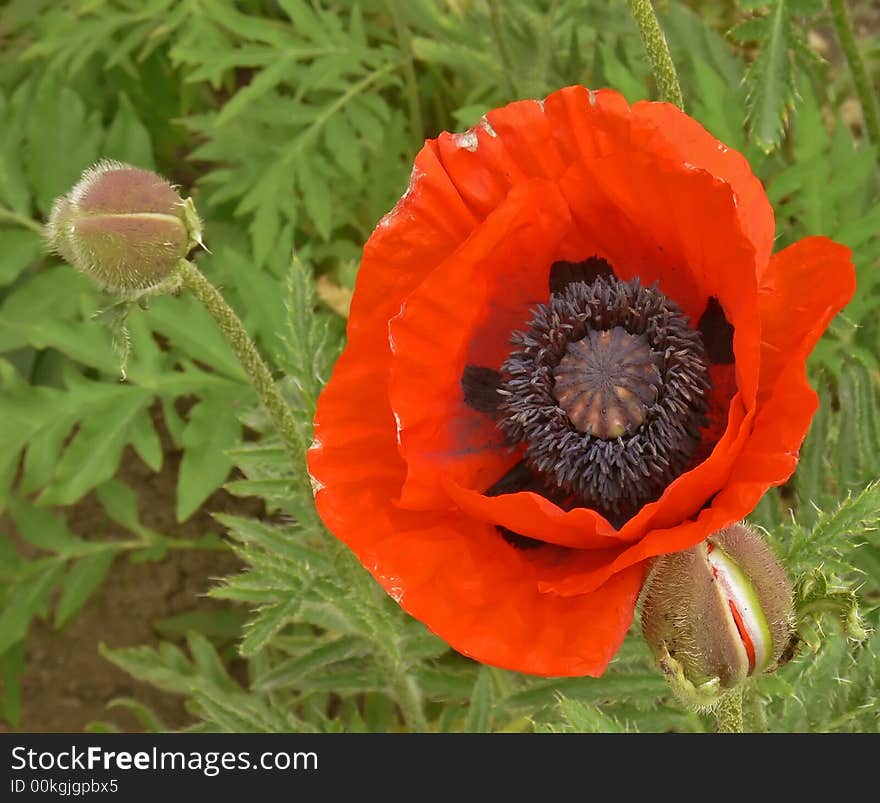 Garden poppy