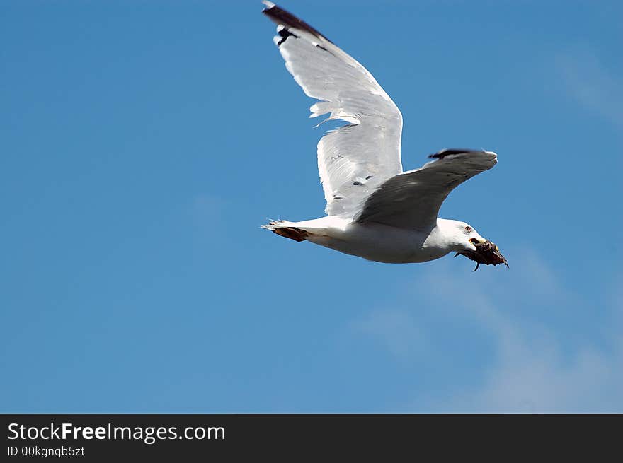 Sea gull flying with a fish