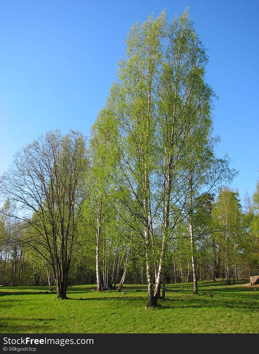 Some trees on a field and many shadows. Some trees on a field and many shadows