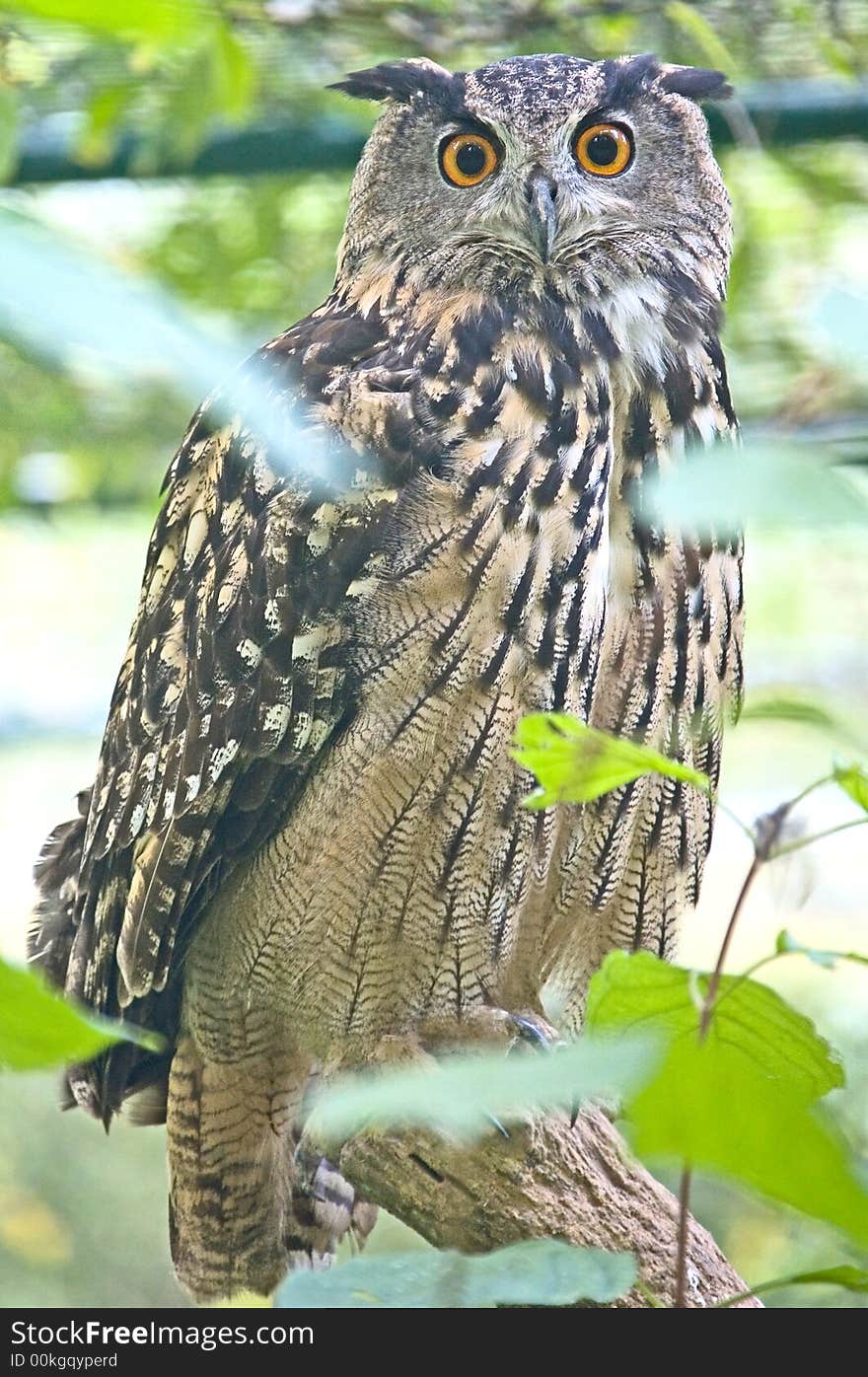 Eagle owl 3