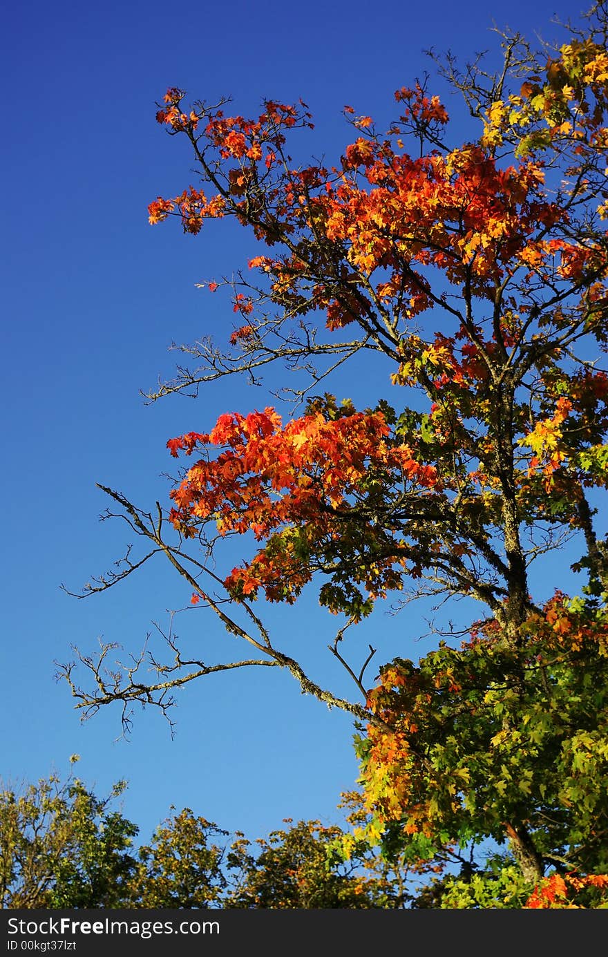 Colorful maple tree in Autumn. Colorful maple tree in Autumn.