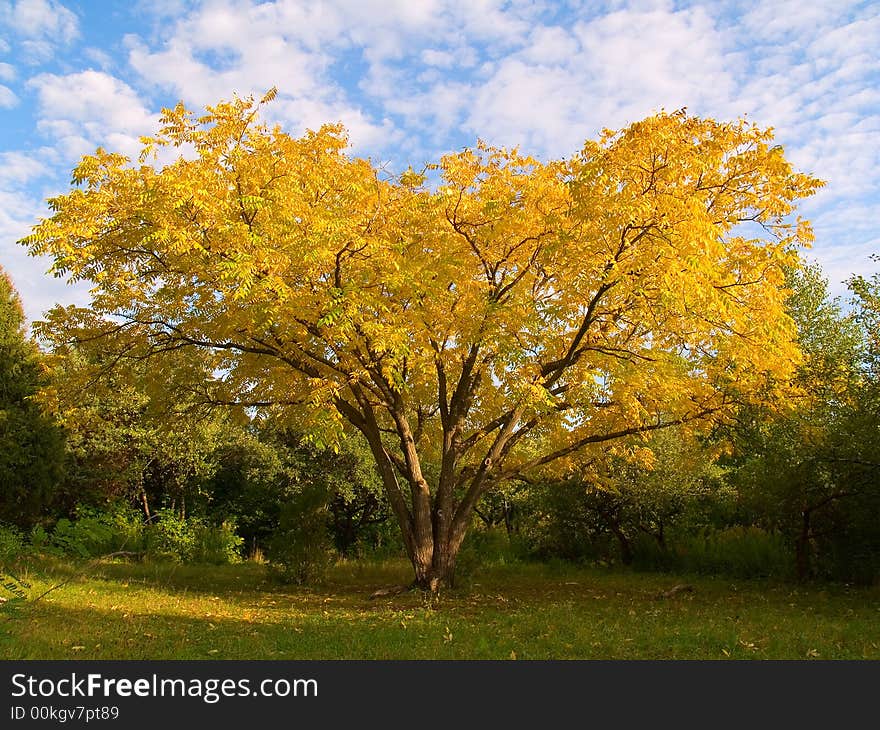 Yellow Tree