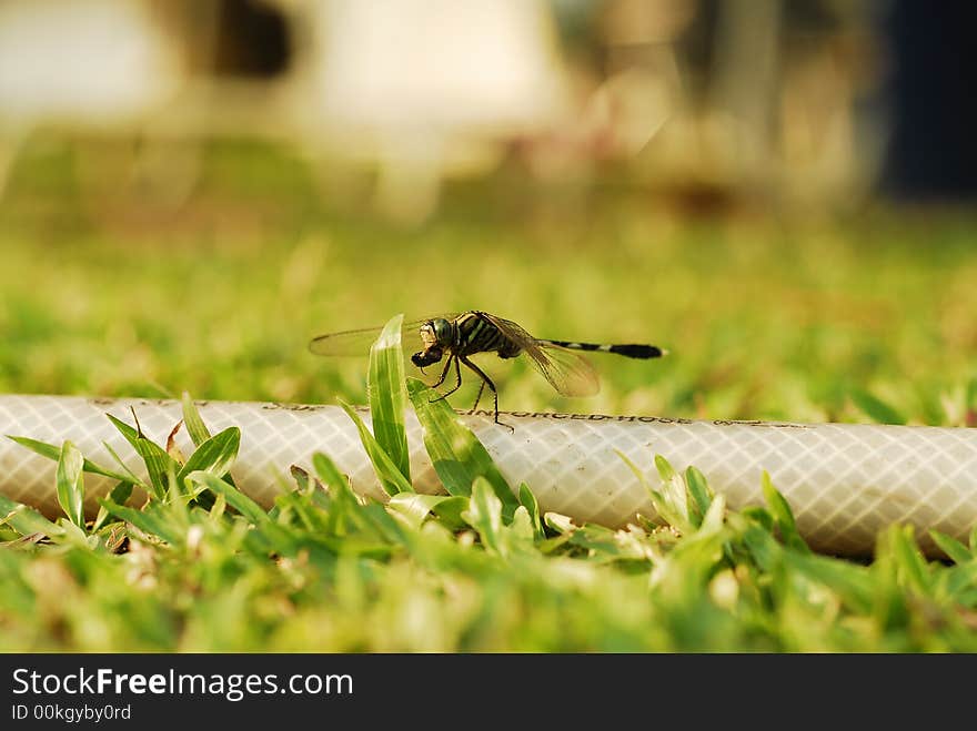 A closup off a Dragonfly in the grass. A closup off a Dragonfly in the grass.