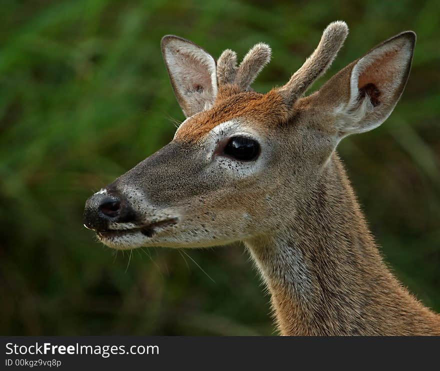 Young Buck at First Light