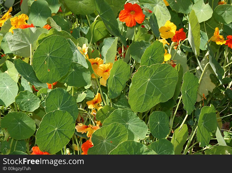 A field of flowers blooming in spring. A field of flowers blooming in spring