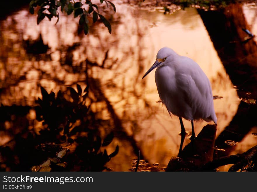 The Snowy Egret is a small white heron. It is the American counterpart to the very similar Old World Little Egret.