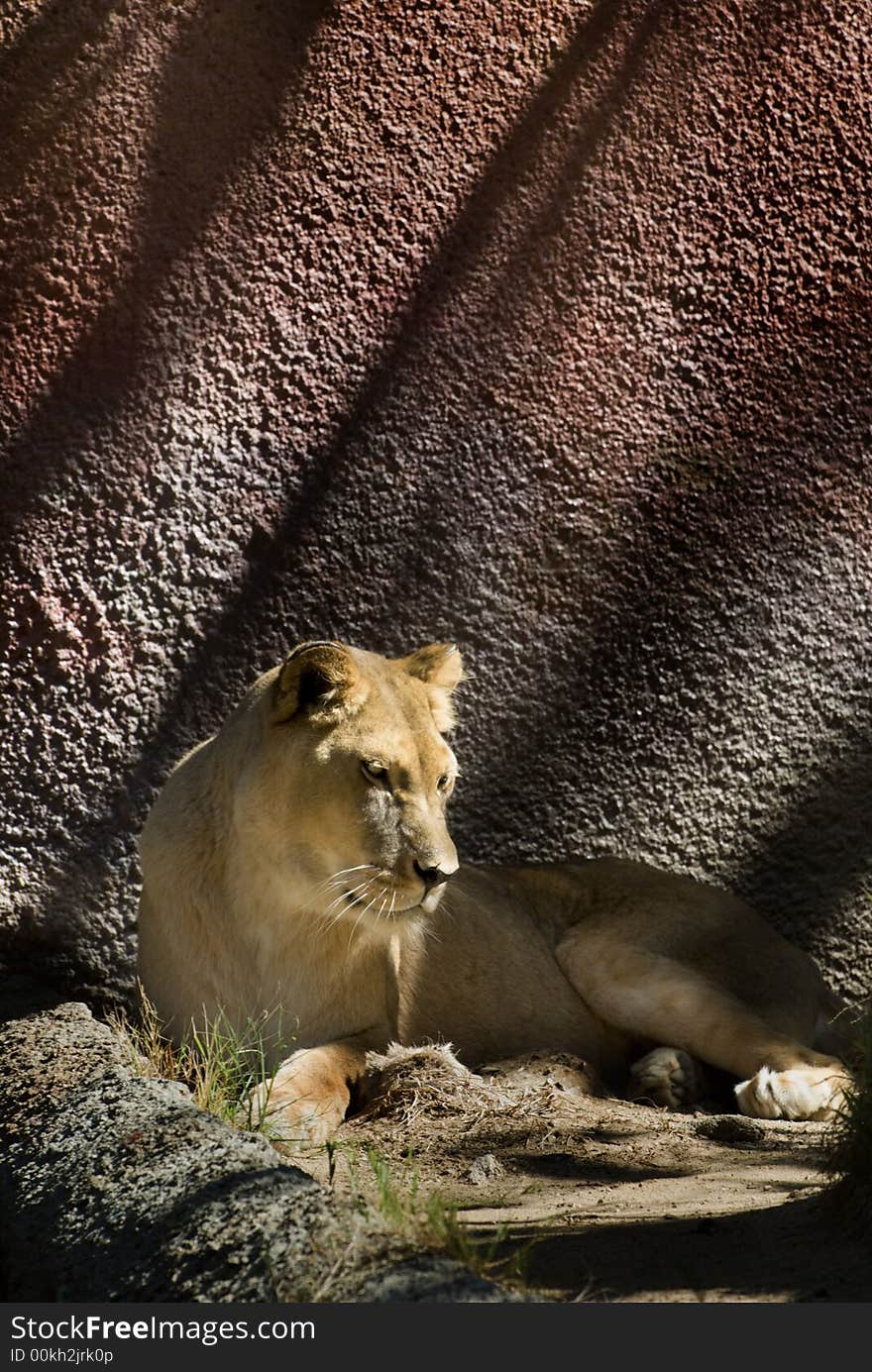 The Lion is the second-largest cat after the tiger. The Lion is the second-largest cat after the tiger.