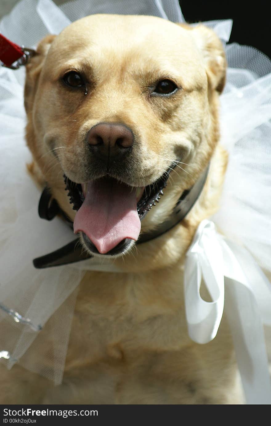 Dog dressed for a wedding. Dog dressed for a wedding