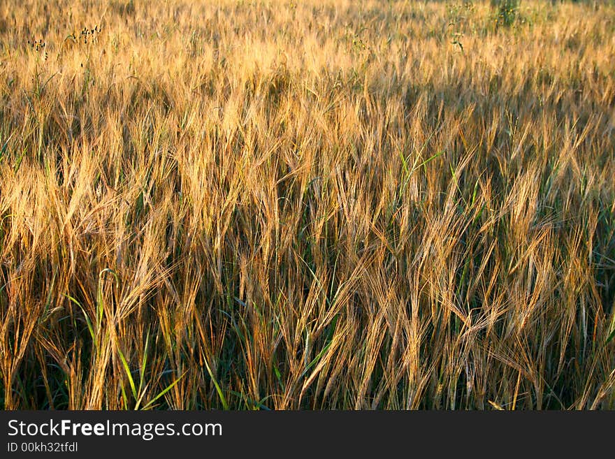 Beautiful structure from culture of grain. Beautiful structure from culture of grain