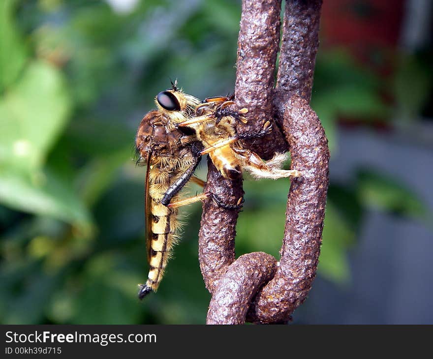 Robber Fly With Honeybee