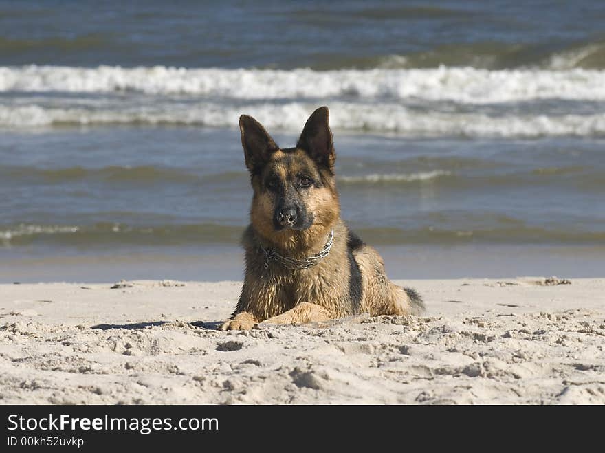 Dog german shepherd play on the beach. Dog german shepherd play on the beach