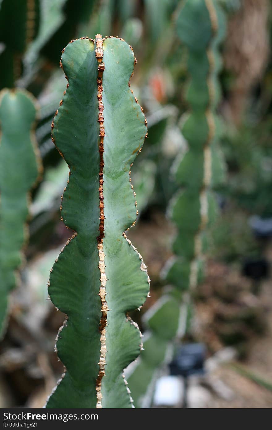Green cactus, close-up, soft focus