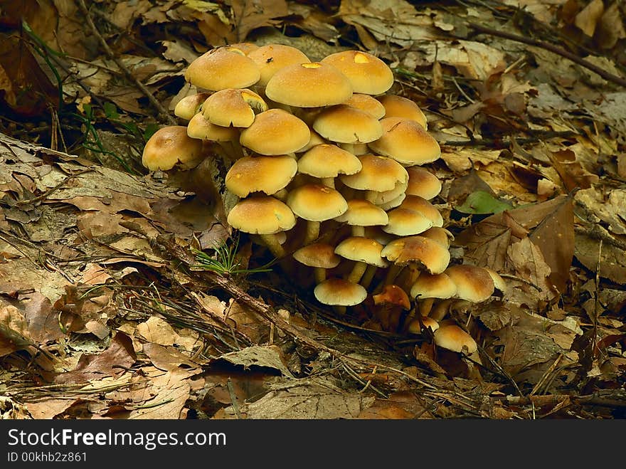 Group Of Mushrooms