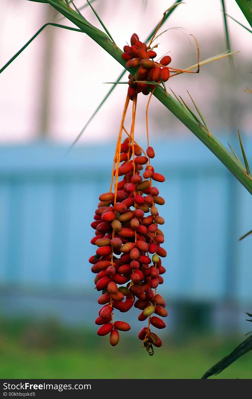 A picture of colorful palm fruit. A picture of colorful palm fruit