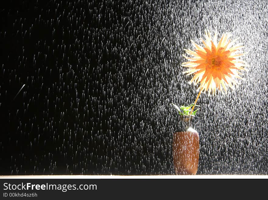 Flower dahlia gold crown in vase and droplets of water.