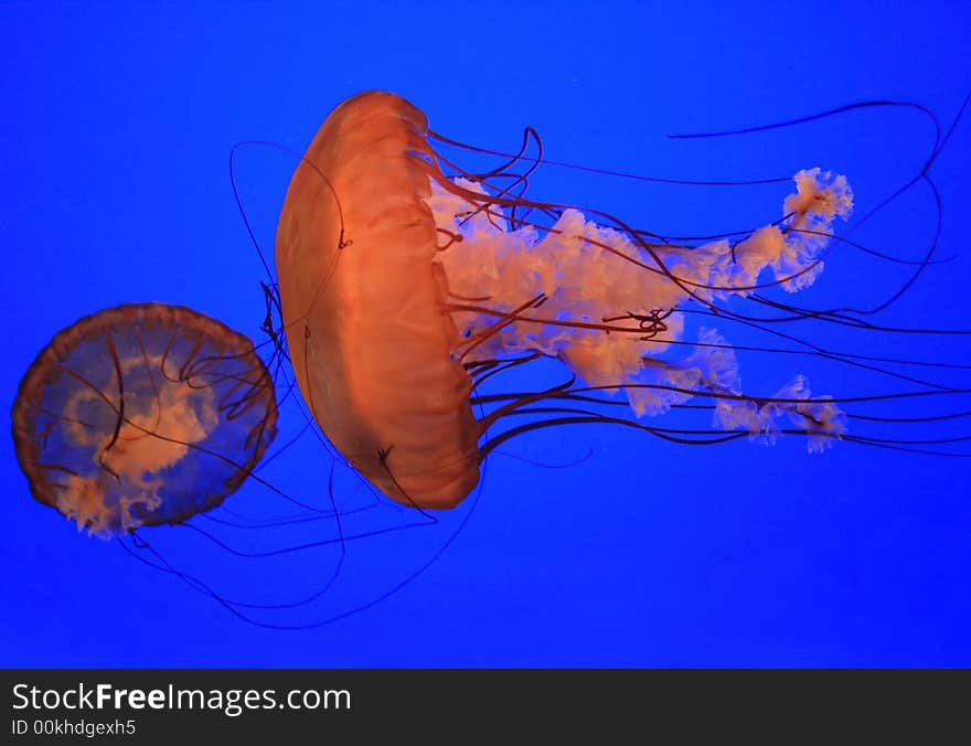 Medusas (jellyfishes)