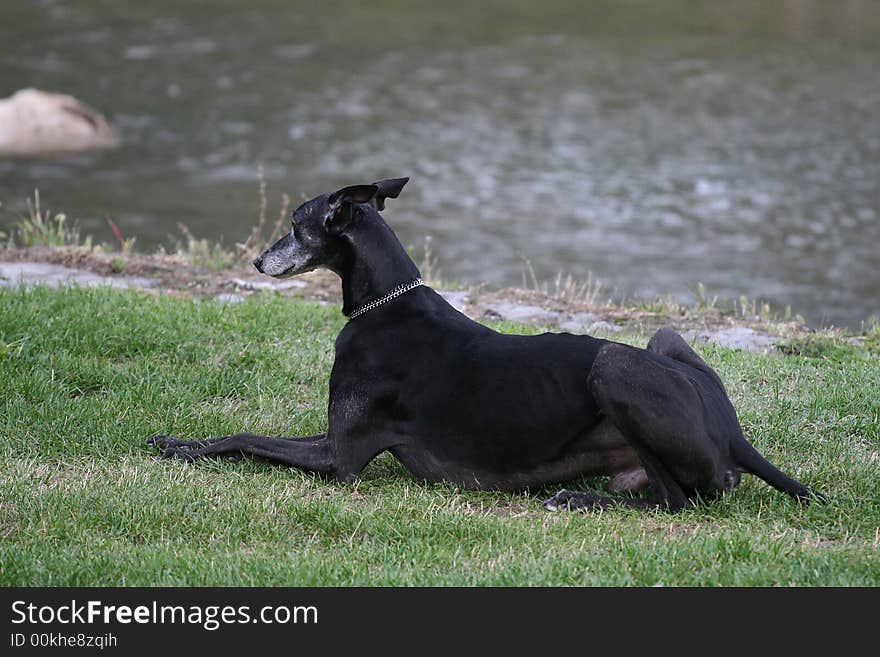 Black dog sitting on river bank