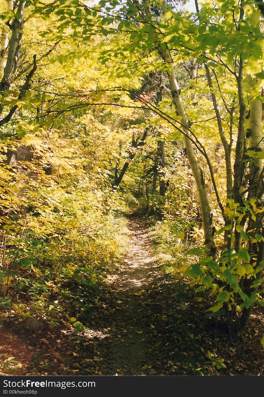 A hiking trail in the woods during autumn. A hiking trail in the woods during autumn