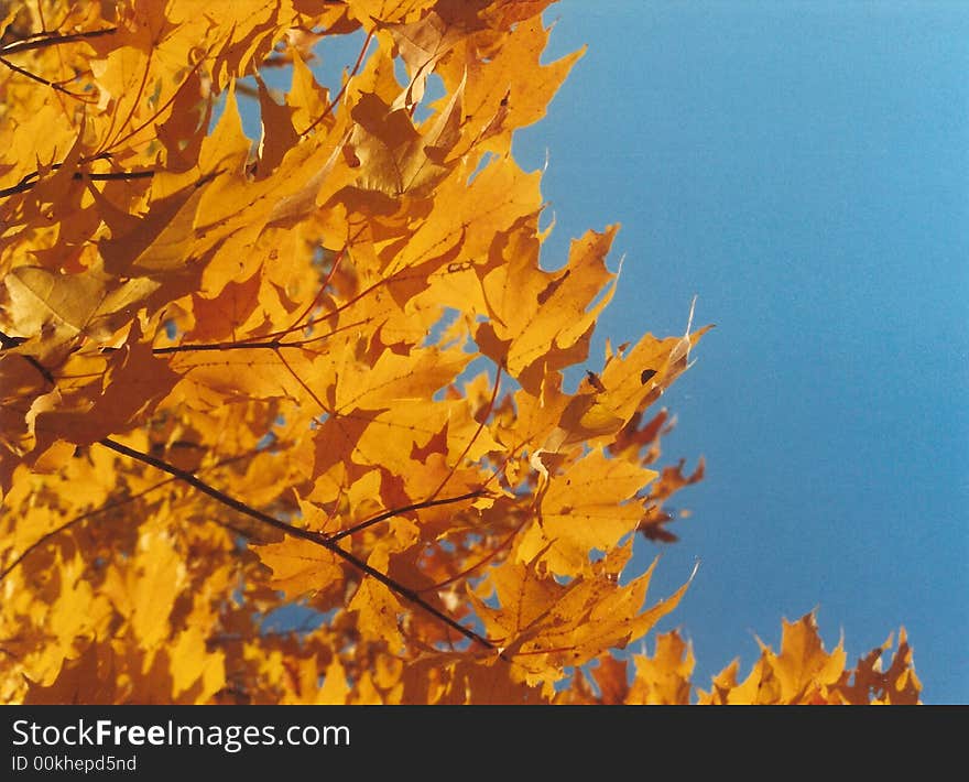 A sugar maple tree in the sun during the fall. A sugar maple tree in the sun during the fall