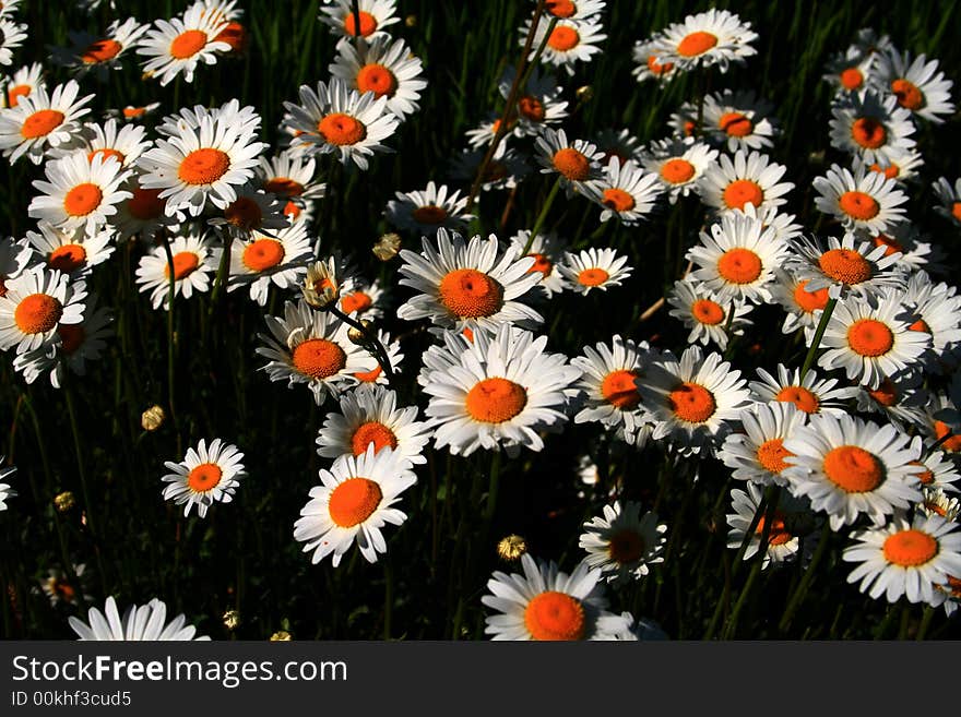 Spring Daisies